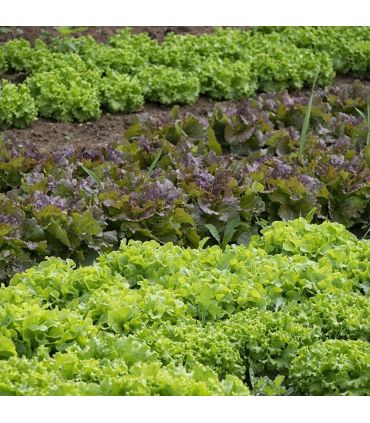 Paillage organique du potager 100% naturel, 48 sacs de 50 l - PRO217-48x50L