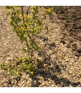 Paillage mulch végétal plaquette forestière, 10 sacs 50 L pour 10m3 - KOM24 Paillage mulch végétal plaquette forestière, 10 sacs 50 L pour 10m3 - KOM24