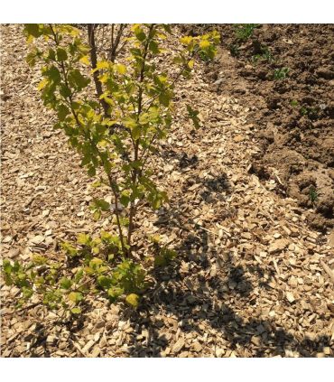 Paillage mulch végétal plaquette forestière, 10 sacs 50 L pour 10m3 - KOM24