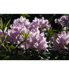 Terre de bruyère forestière pour plantation, sac de 40 litres - KOM14 Terre de bruyère forestière pour plantation, sac de 40 litres - KOM14