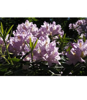 Terre de bruyère forestière pour plantation, sac de 40 litres - KOM14