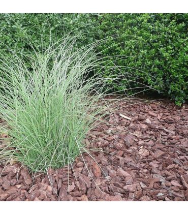 Paillage végétal biodégradable en écorces de pin maritime 42 sacs 50 L pour 50m2