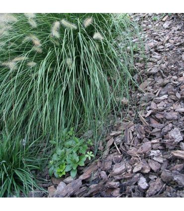 Paillage végétal biodégradable en écorces de pin maritime 42 sacs 50 L pour 50m2