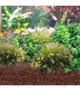 Fertilisant naturel en coque de cacao - sac de 100 litres pour 3m² Fertilisant naturel en coque de cacao - sac de 100 litres pour 3m²