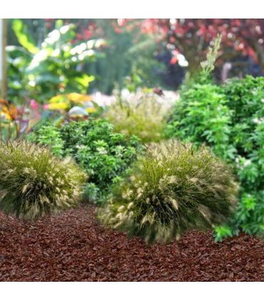 Fertilisant naturel en coque de cacao - sac de 100 litres pour 3m²