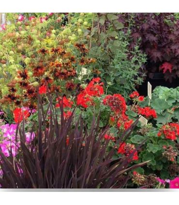 Terreau engrais fleurissement, sac de 50 l, plantes vivaces et annuelles - PRO413