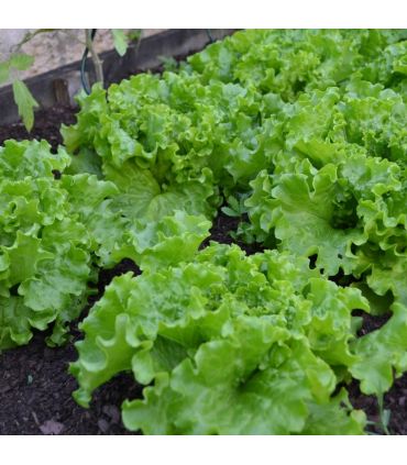 Terreau potager avec engrais organique, sac de 50 l - PRO218