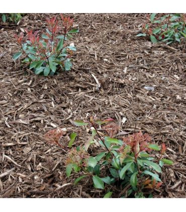 Paillage bois raméal fragmenté 0/50mm, Big bag 1 m3 - PRO34