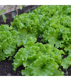 Terreau potager, 24 sacs de 50L - PRO218-10x50 Terreau potager, 24 sacs de 50L - PRO218-10x50