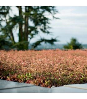 Terreau substrat toitures végétalisées spécial sedum Big bag 500 litres Terreau substrat toitures végétalisées spécial sedum Big bag 500 litres