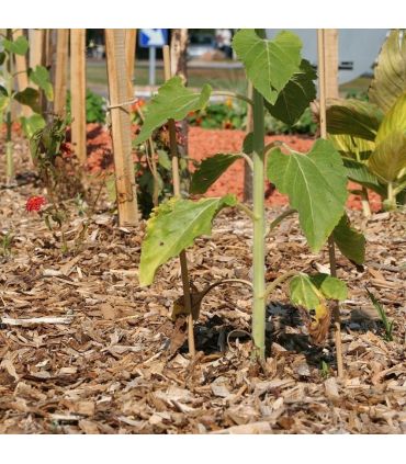 Paillage biodégradable plaquettes forestières bois 48 sacs de 50l pour 48m2