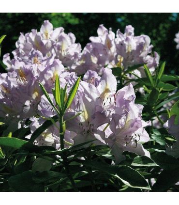 Terre de bruyère forestière plantes acidophiles Big bag 1 m3