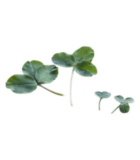 Trèfle micro-feuille gazonnant, résistant sécheresse, 1 kg, 200-350 m² - Florivert 1206296 Trèfle micro-feuille gazonnant, résistant sécheresse, 1 kg, 200-350 m² - Florivert 1206296