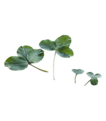 Trèfle micro-feuille gazonnant, résistant sécheresse, 1 kg, 200-350 m² - Florivert 1206296