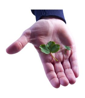 Trèfle micro-feuille gazonnant, résistant sécheresse, 1 kg, 200-350 m² - Florivert 1206296 Trèfle micro-feuille gazonnant, résistant sécheresse, 1 kg, 200-350 m² - Florivert 1206296