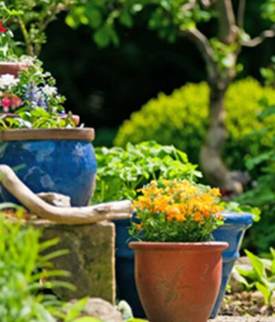 Astuces de Jardinage pour Débutants