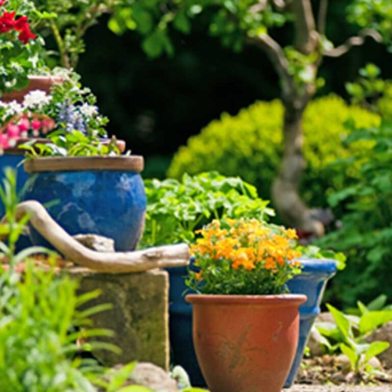 Astuces de Jardinage pour Débutants