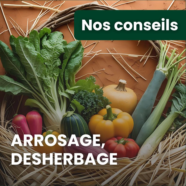 Arrosage durable, désherbage raisonné et légumes d’automne : guide complet