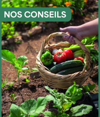 Arrosage durable, désherbage raisonné et légumes d’automne : guide complet