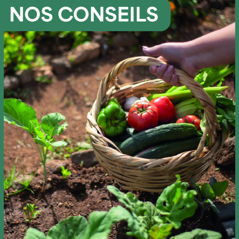 Arrosage durable, désherbage raisonné et légumes d’automne : guide complet