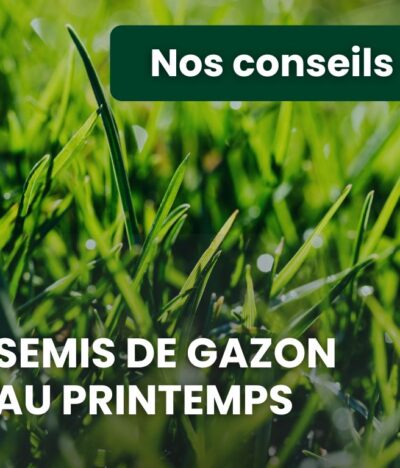 Comment réussir un semis de gazon au printemps