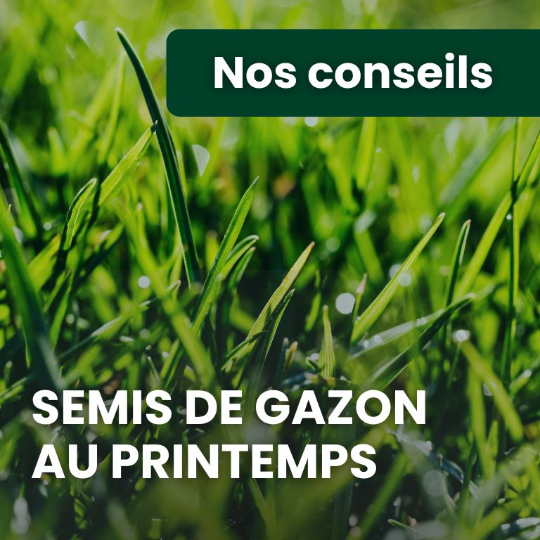 Comment réussir un semis de gazon au printemps