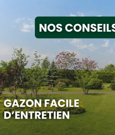 Gazon facile d’entretien : quelles variétés choisir pour limiter l’engrais ?