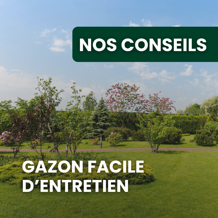 Gazon facile d’entretien : quelles variétés choisir pour limiter l’engrais ?