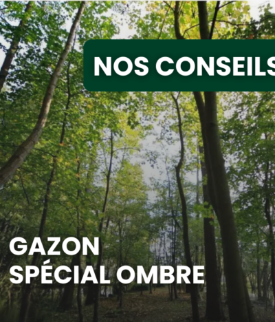 Gazon à l’ombre : quelles variétés choisir sous les arbres ou côté nord ?