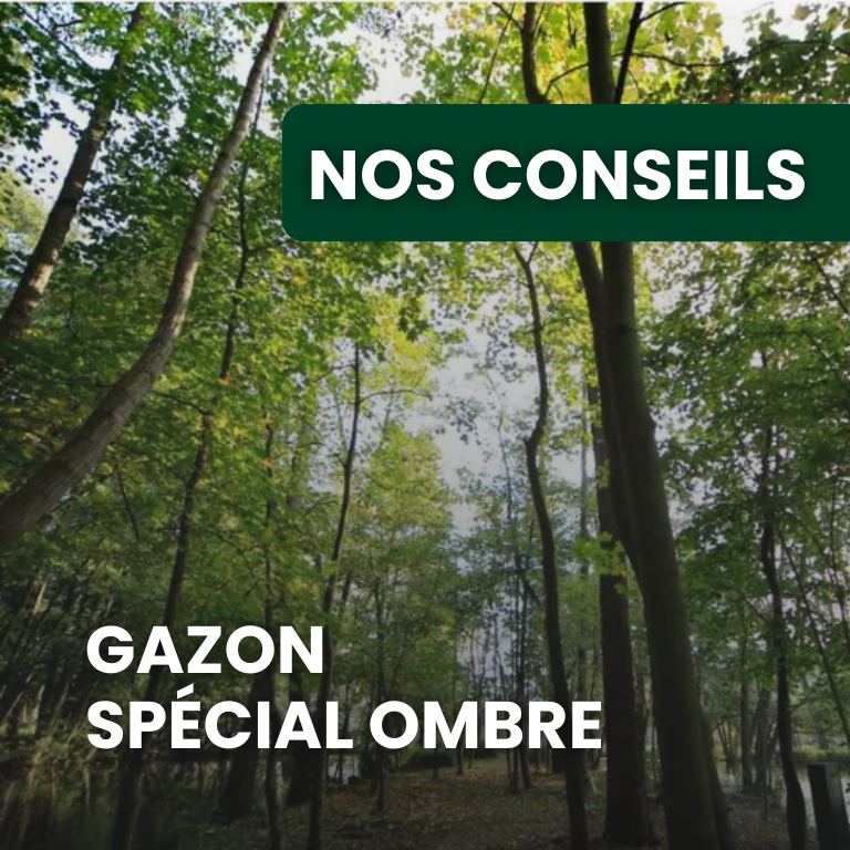 Gazon à l’ombre : quelles variétés choisir sous les arbres ou côté nord ?