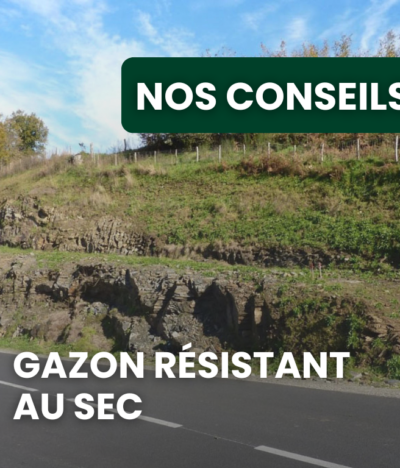 Gazon résistant à la sécheresse : quelles variétés choisir pour une pelouse sans arrosage intensif ?