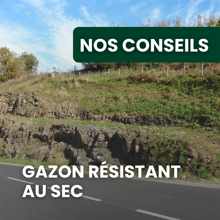 Gazon résistant à la sécheresse : quelles variétés choisir pour une pelouse sans arrosage intensif ?