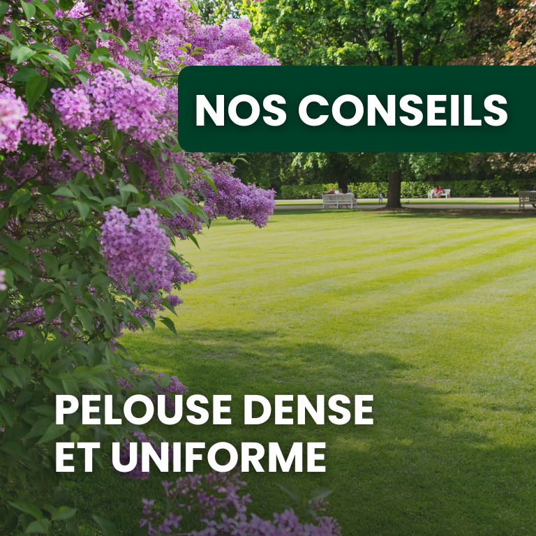 Comment obtenir une belle pelouse dense, fine et uniforme toute l’année ?