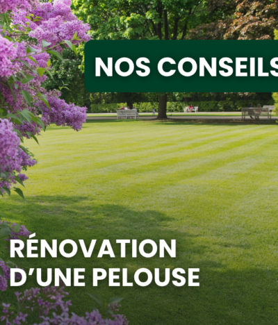 Comment réparer son gazon après l’été ?
