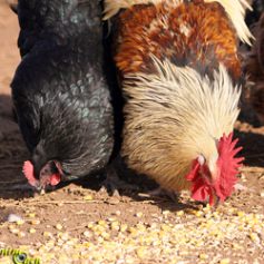 Moulin à Céréales & Accessoires Agricoles au Meilleur Prix